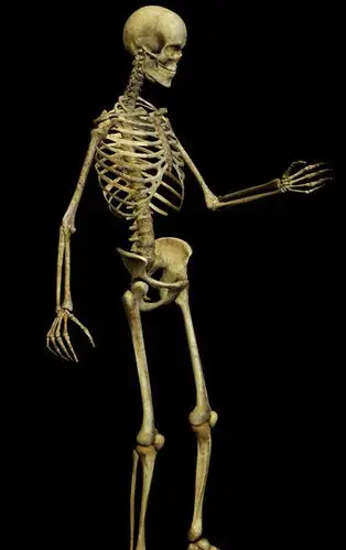 家常炖骨架图片