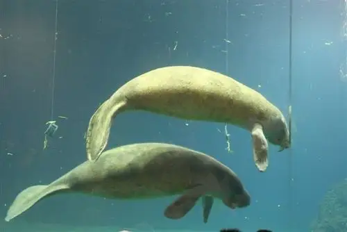 这是海牛,就是传说中的美人鱼喔!