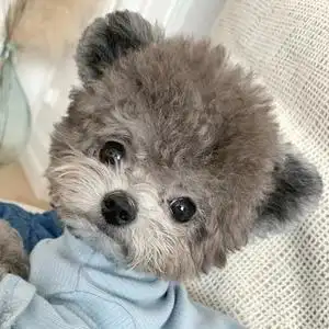 灰泰迪纯种幼犬 红色黑色白色灰色贵宾犬 茶杯玩具小体米奇耳飞耳