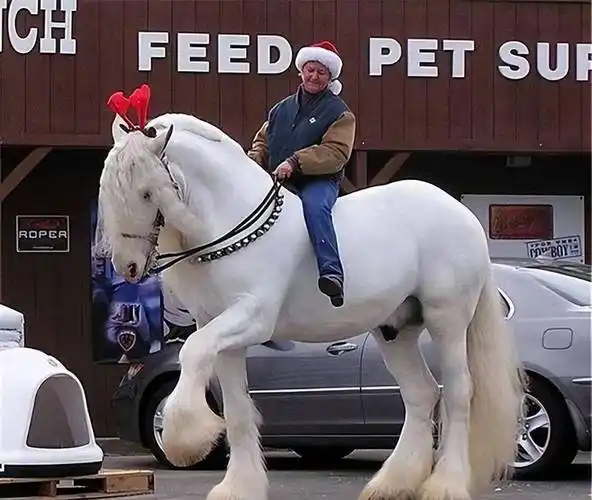 世界上最大的马:体型堪比大象,5吨重物拉着跑,为何不给人骑