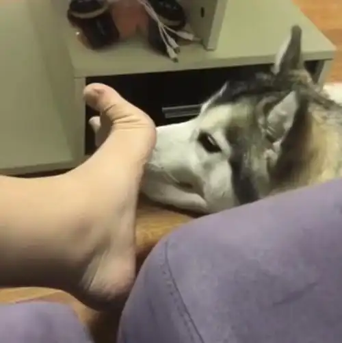 男主人让哈士奇帮忙闻闻脚臭不臭看到它的表情大吼憋着别吐