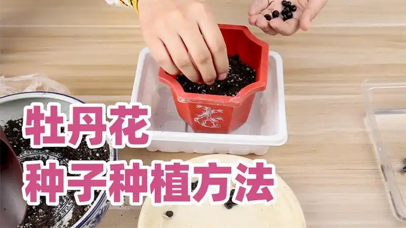 分步骤教学牡丹花种子种植方法