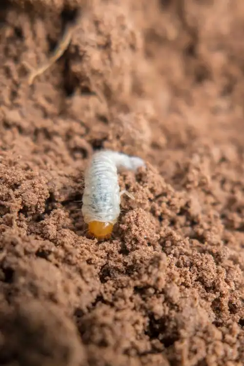 以土为家地下害虫金龟子的幼虫