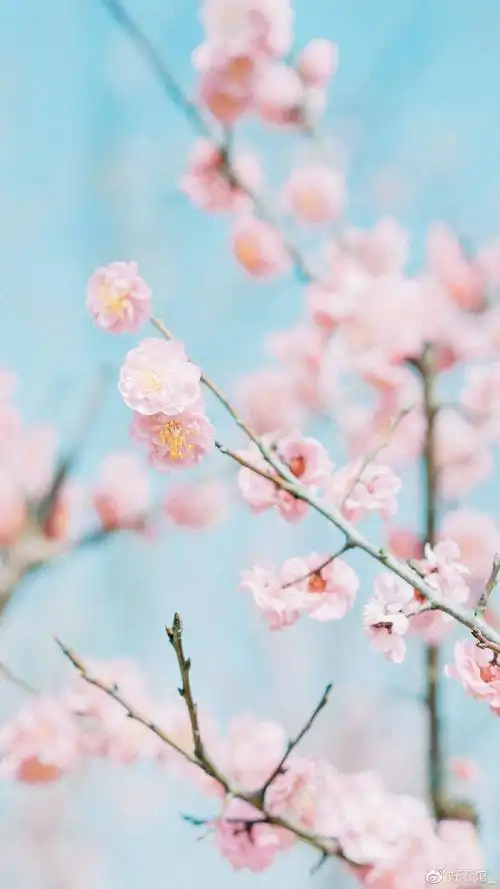 小清新系列壁纸手机壁纸小清新小清新图片唯美简约第134期