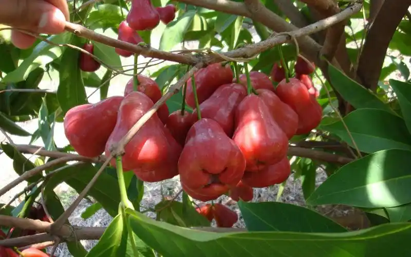 农村最漂亮的水果,却很难吃!你有吃过吗?