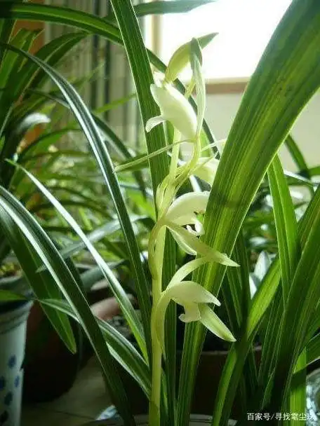 又便宜又好养的兰花品种