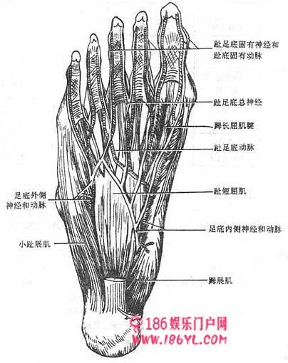第三节 足底解剖知识
