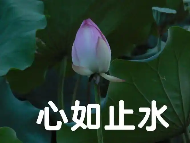 心如止水#荷花