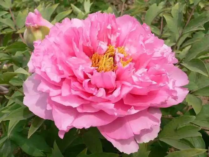 菏泽牡丹粉色系列银红巧对