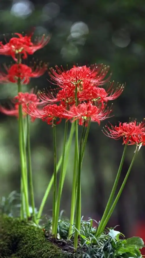 彼岸花花语,寓意,象征