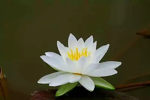 水中莲花心上佛