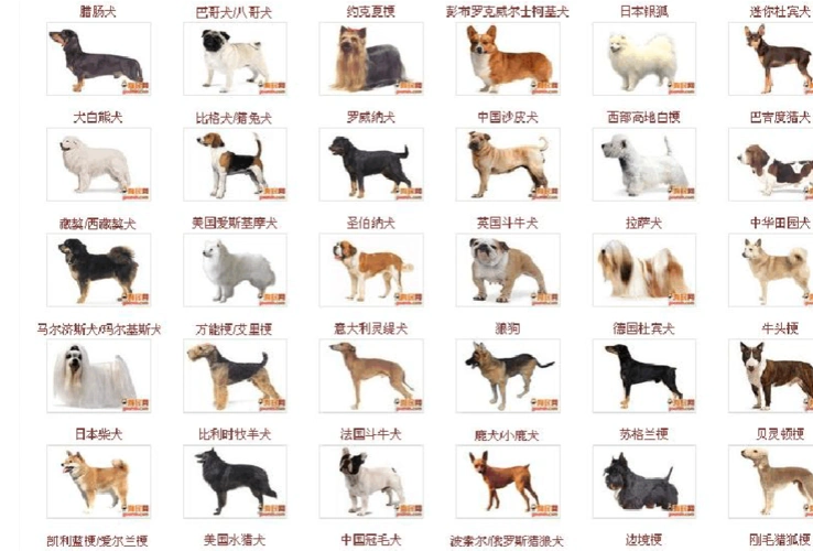 世界犬种大全