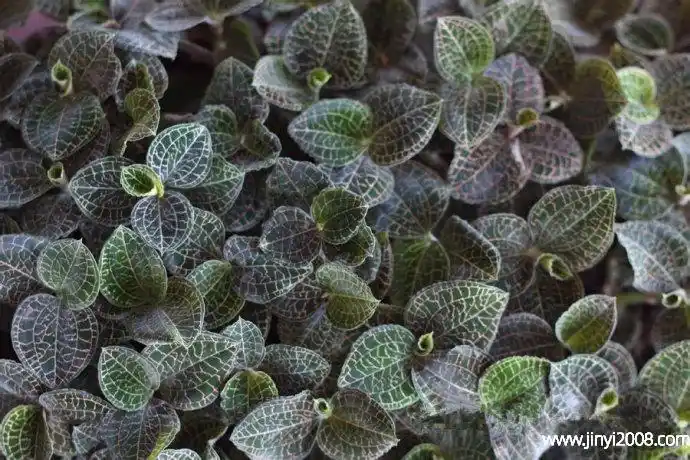 金钱草和金线莲的功效与作用