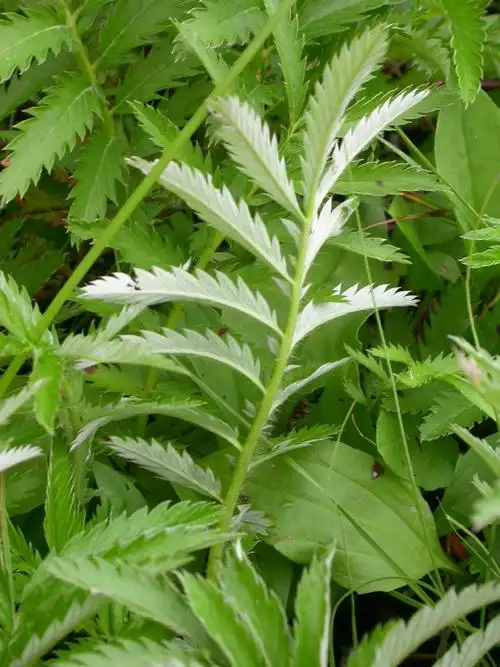 日月峡中草药:翻白草