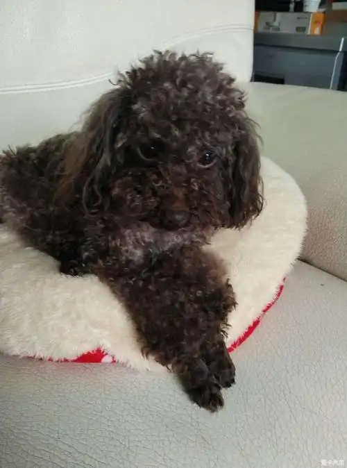 贵宾8岁泰迪5岁求收养