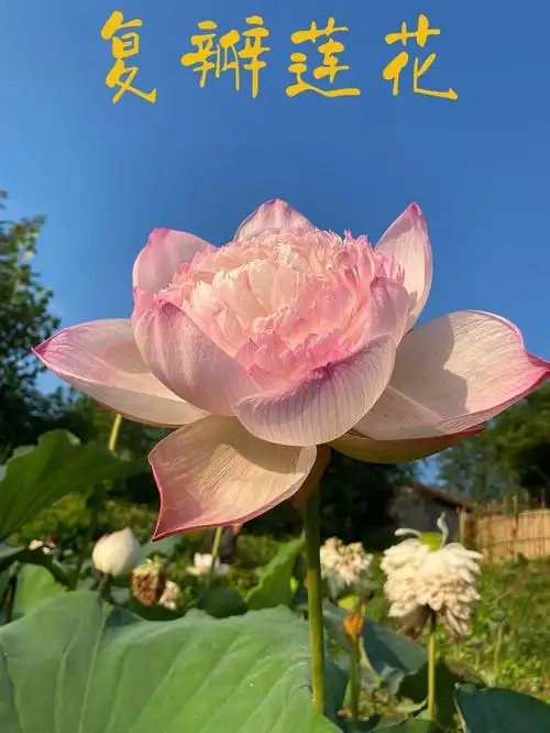 晨曦阳光下荷花盛开