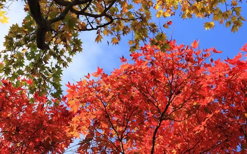 宽屏枫林如火红叶,高清图片,电脑桌面-壁纸族