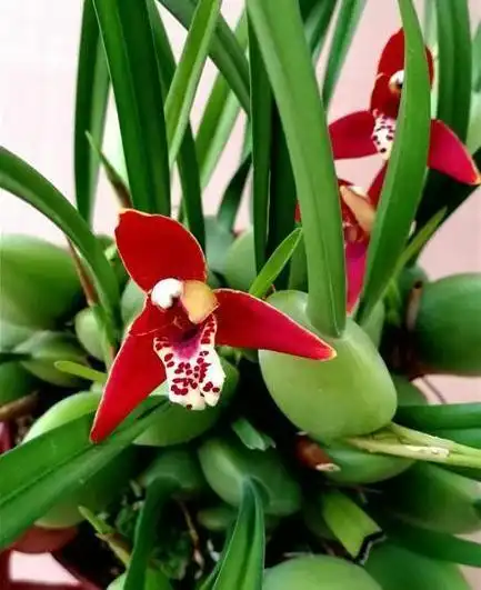 此花名为"咖啡兰",花姿优雅飘逸,香味浓郁独特,超级漂亮!