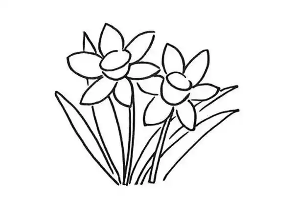 简单几步学画水仙花简笔画教程