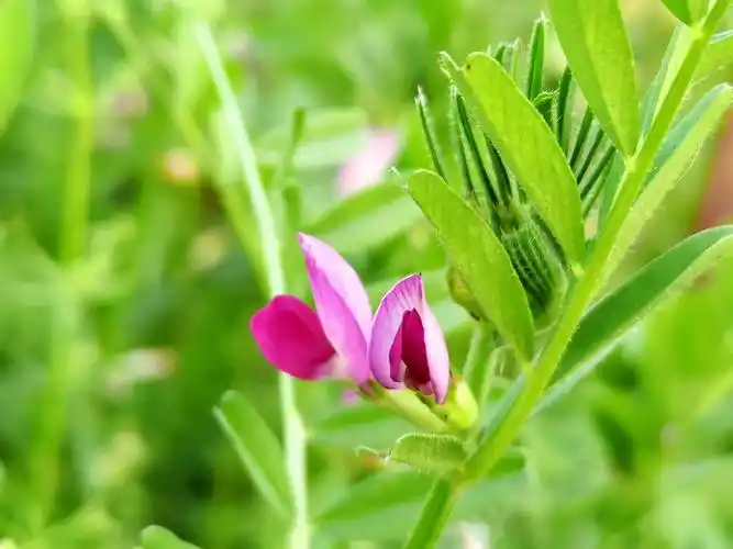 野豌豆花