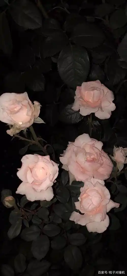 小众高级冷淡风格 手机壁纸