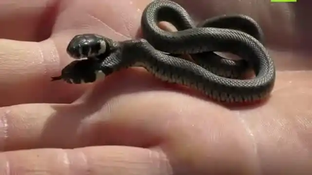 实拍极为罕见变异双头蛇,看着居然有些可爱,虽然生平最怕蛇