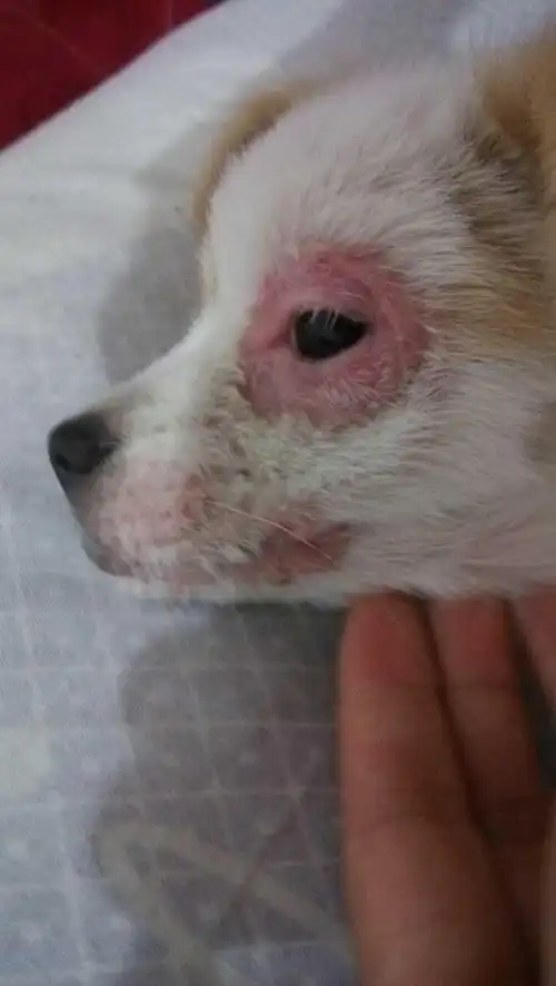 谁能帮我看看狗狗眼皮红肿有痘痘而且特别痒