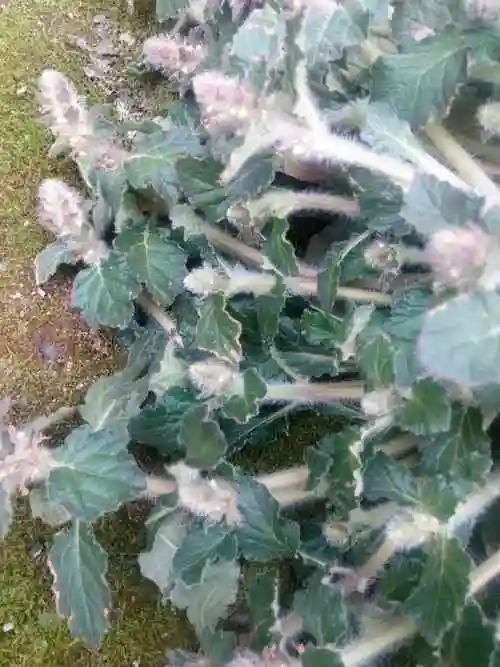 野生中药材白毛夏枯草新鲜散血草破血丹苦草白头翁筋骨草500g推荐