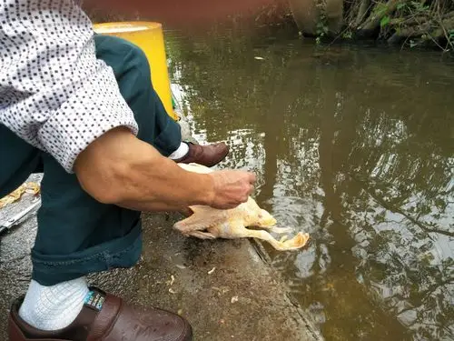 杀鸡现场纯手工拔毛