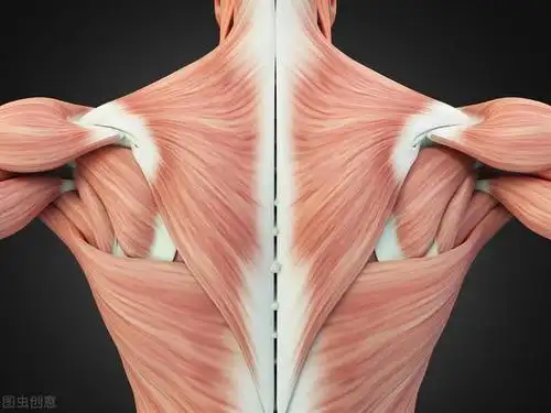 背部训练:我该如何训练你,我的背部肌肉?9个动作帮你强化背部