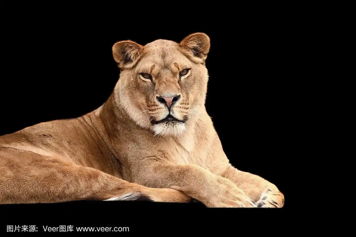 狮子,黑色背景,狮子座,褐色,水平画幅