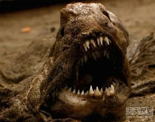 最可怕动物:个个比恐怖电影还吓人_新闻频道_中国青年网