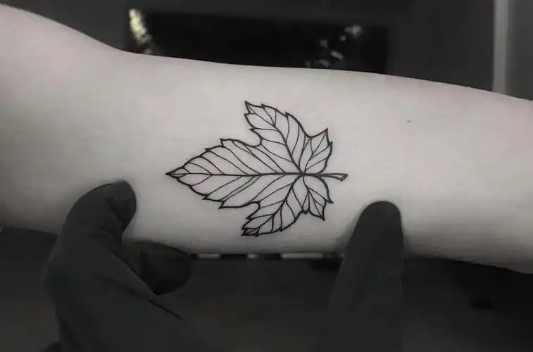 广州陈小姐手臂上的线条枫叶纹身图案