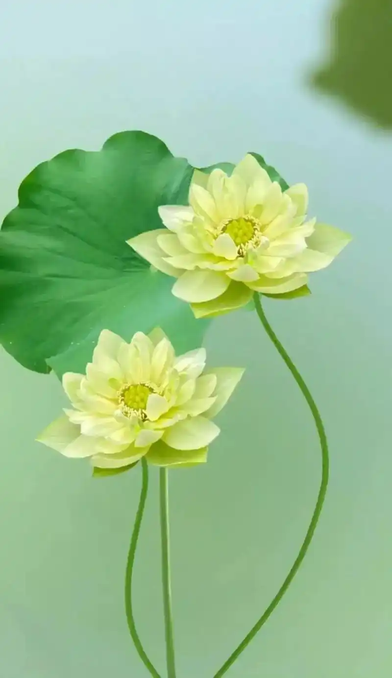 喜欢清静的人爱荷花!