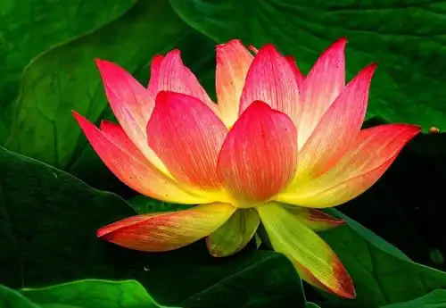 接天莲叶无穷碧 映日荷花别样红 - 美篇