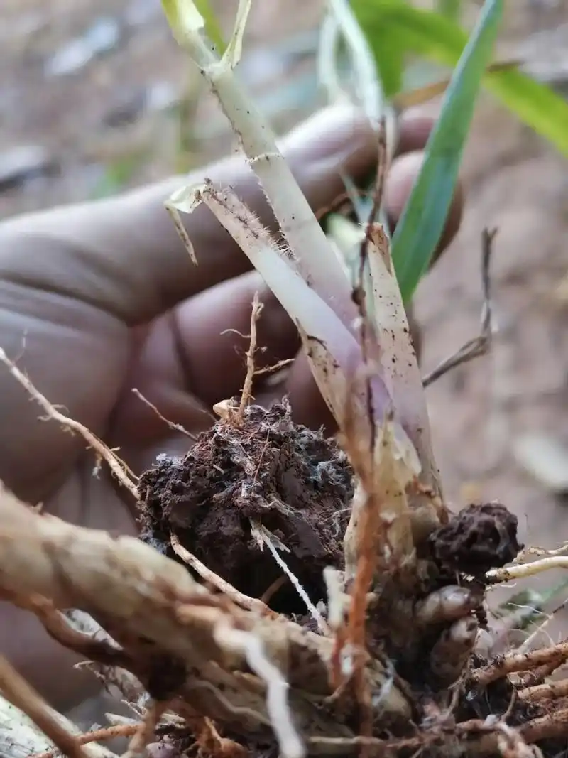 白茅根,别名:茅根,茅草根,地节根,白茅,丝茅,茹根,甜草根 - 抖音
