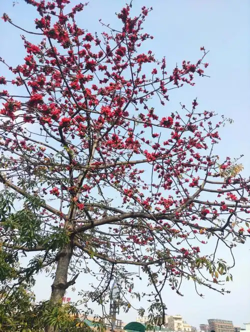 木棉花的花语是珍惜眼前人吧