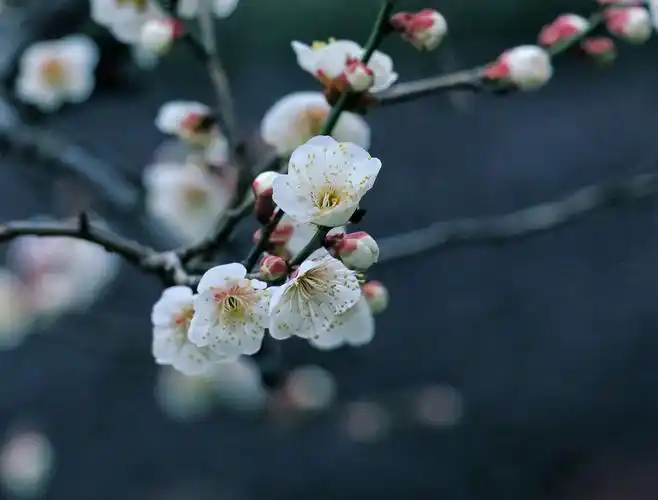 白梅花开的日子