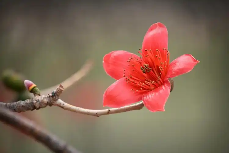 德景视觉带你观赏勒北木棉花