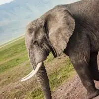 大象头像身体庞大的大象头像图片大全