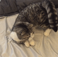 主人向小短腿靠近,一开始它还炸毛,没想到下一秒就躺倒求摸摸~其实,这