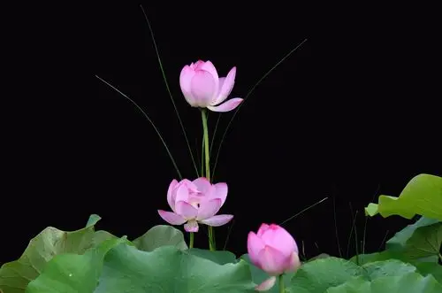 静心赏摄影作品多品种(荷花)尽信书2019.08.06制作