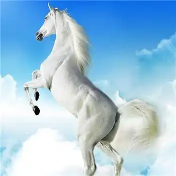 马头像图片大全,高清最漂亮的马微信头像_动物头像_头像屋