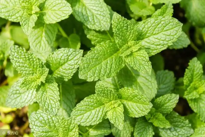 中草药薄荷的功效与作用中国历史上10大可惜知道的人太少了