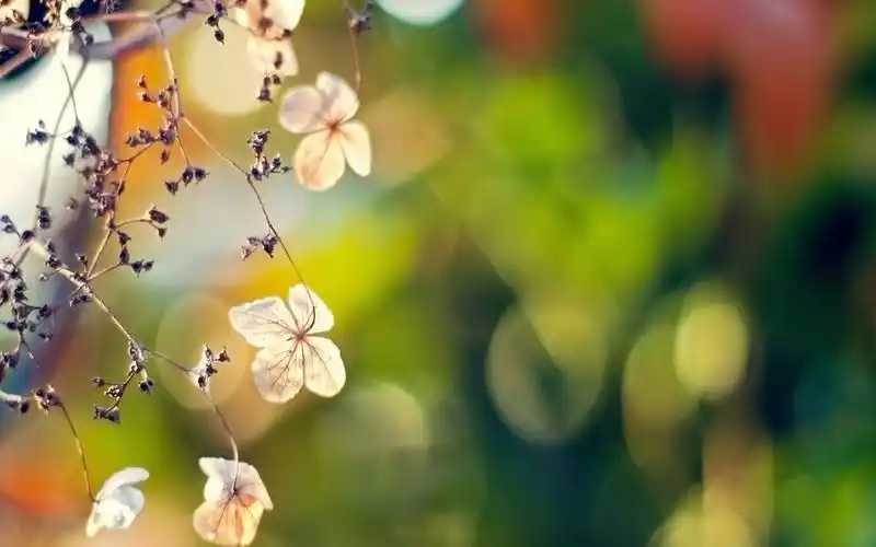 小清新唯美意境高清桌面壁纸