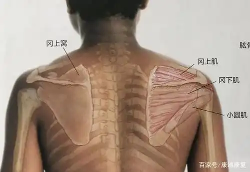 肩胛区疼痛的元凶,肩外旋受限的重要因素,冈下肌如何避免损伤?
