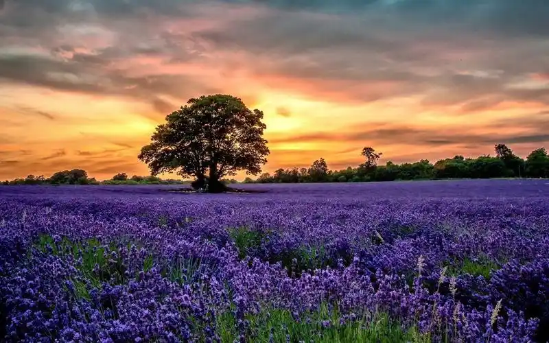 自然界中最美的风景