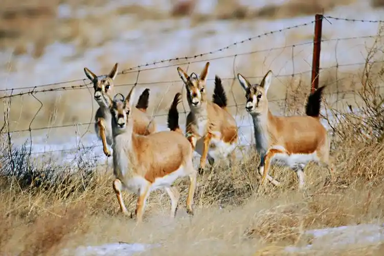 濒危野生动物——鹅喉羚
