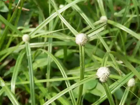 此野草非常不讨农民喜欢却是止咳化痰伤风感冒的良药