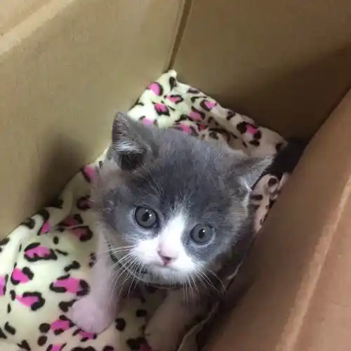 两个月超可爱八字脸英短—杭州拱墅区短毛猫